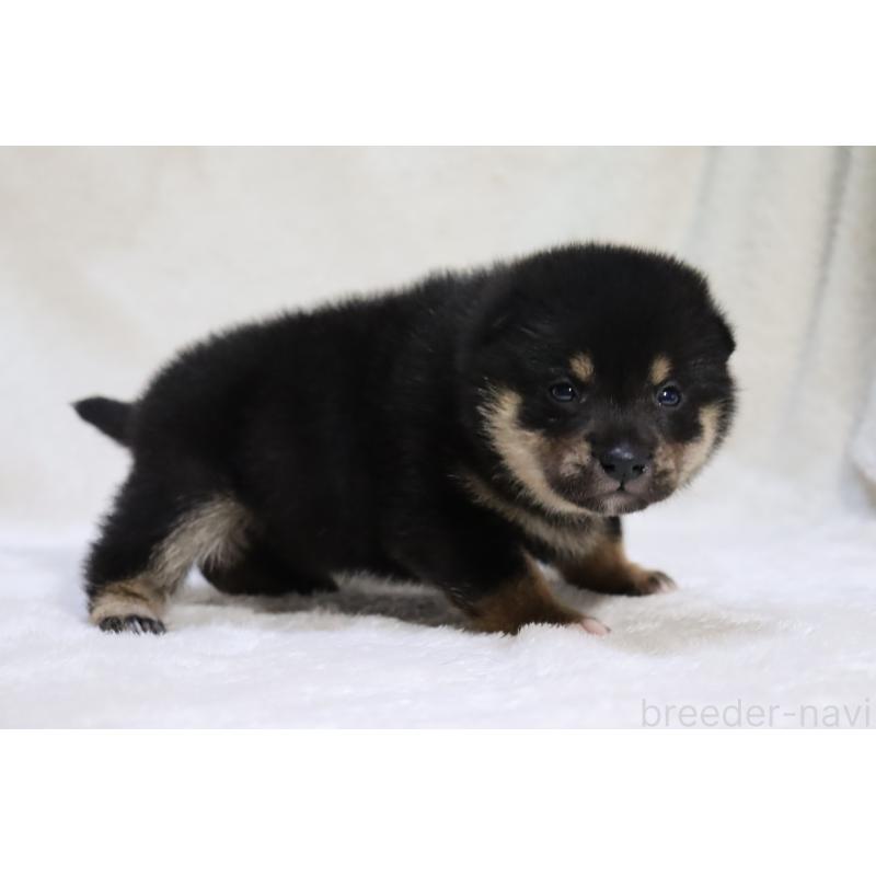 販売中の滋賀県の柴犬-453544の6枚目