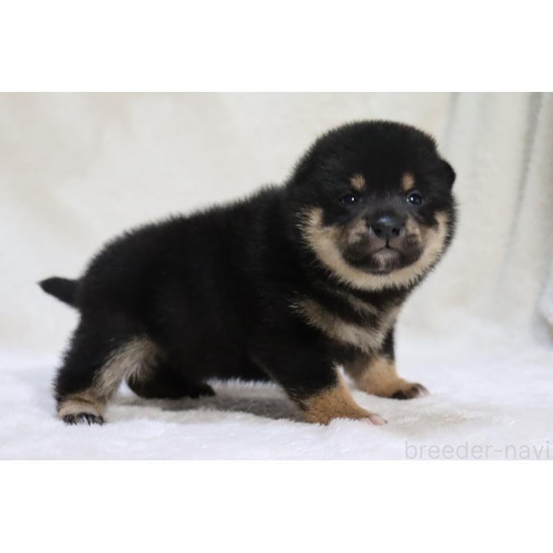 販売中の滋賀県の柴犬-453544の5枚目