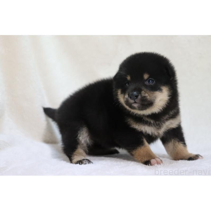 販売中の滋賀県の柴犬-453544の4枚目