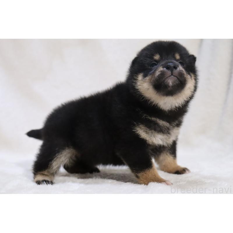 販売中の滋賀県の柴犬-453544の3枚目