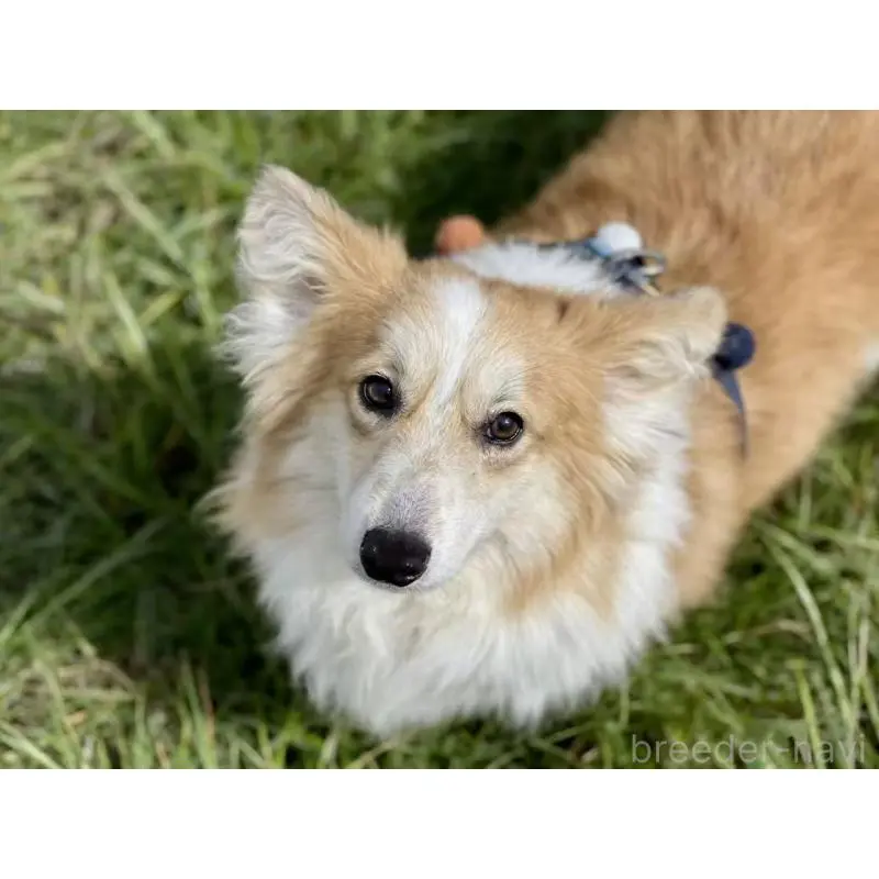 販売中の千葉県のウェルシュコーギーペンブローク-453545の5枚目