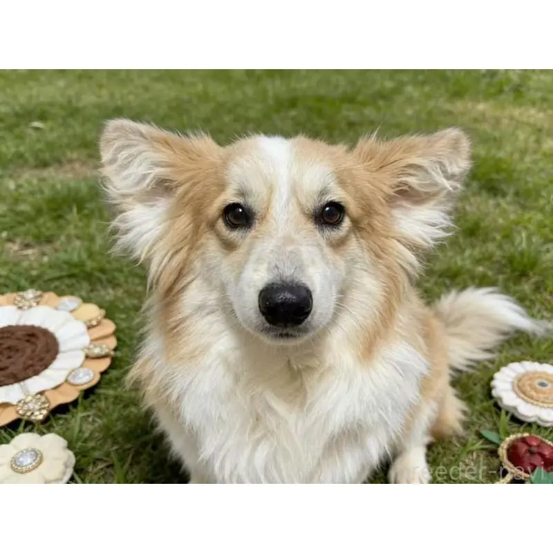 販売中の千葉県のウェルシュコーギーペンブローク-453545の3枚目