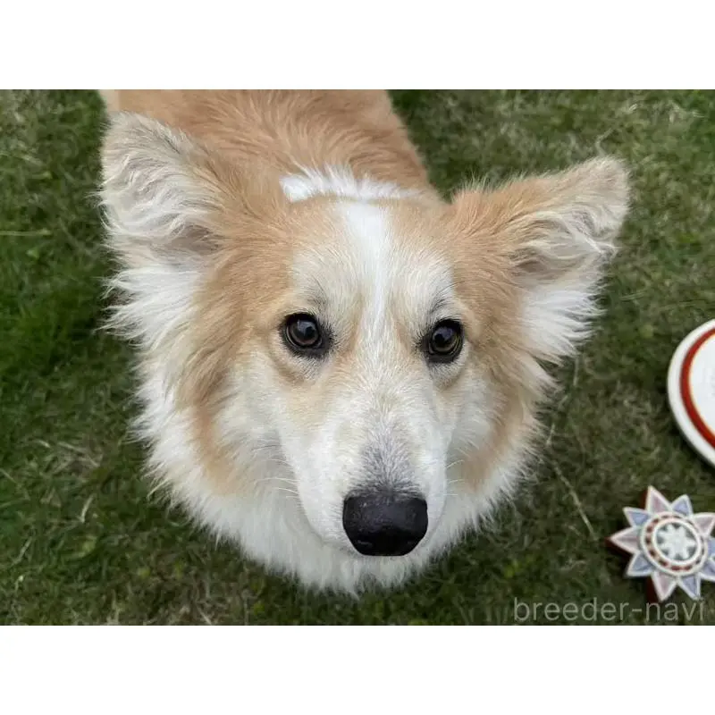 販売中の千葉県のウェルシュコーギーペンブローク-453545の2枚目