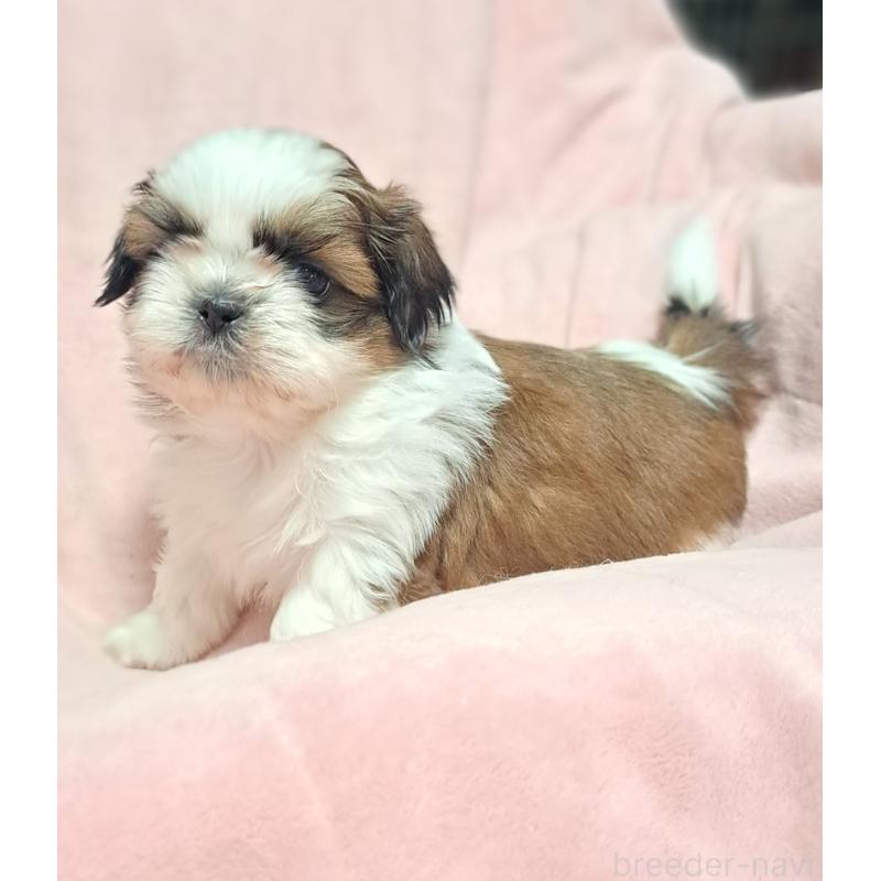 商談中の茨城県のシーズー-453546の5枚目