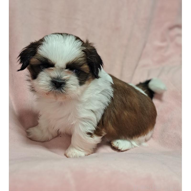 商談中の茨城県のシーズー-453546の4枚目