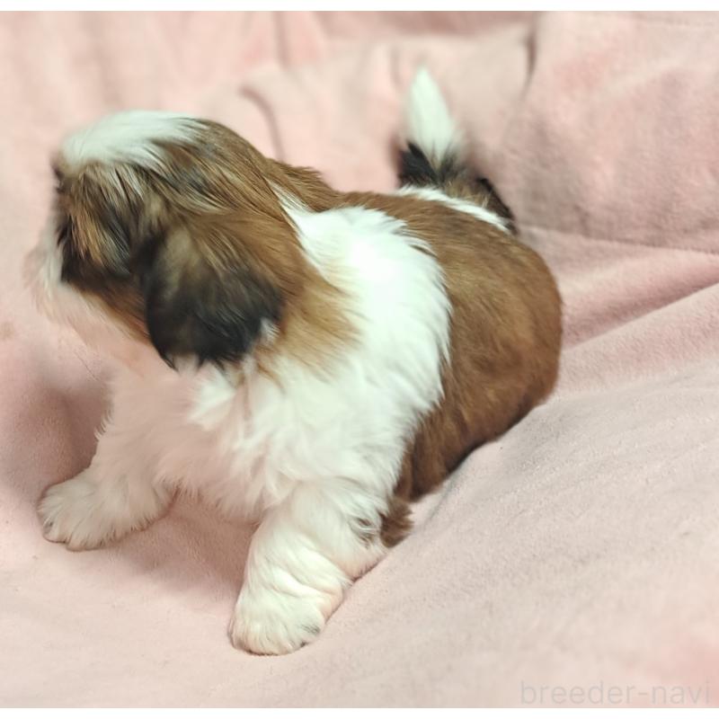 商談中の茨城県のシーズー-453546の3枚目