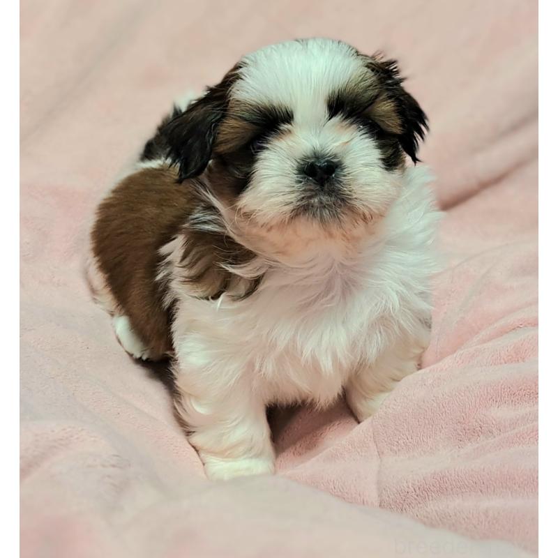 商談中の茨城県のシーズー-453546の2枚目