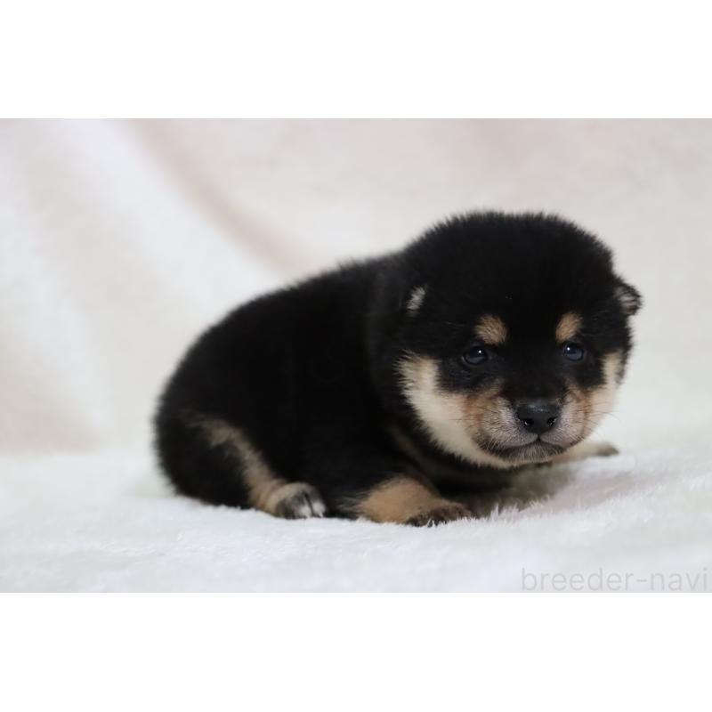 販売中の滋賀県の柴犬-453547の8枚目