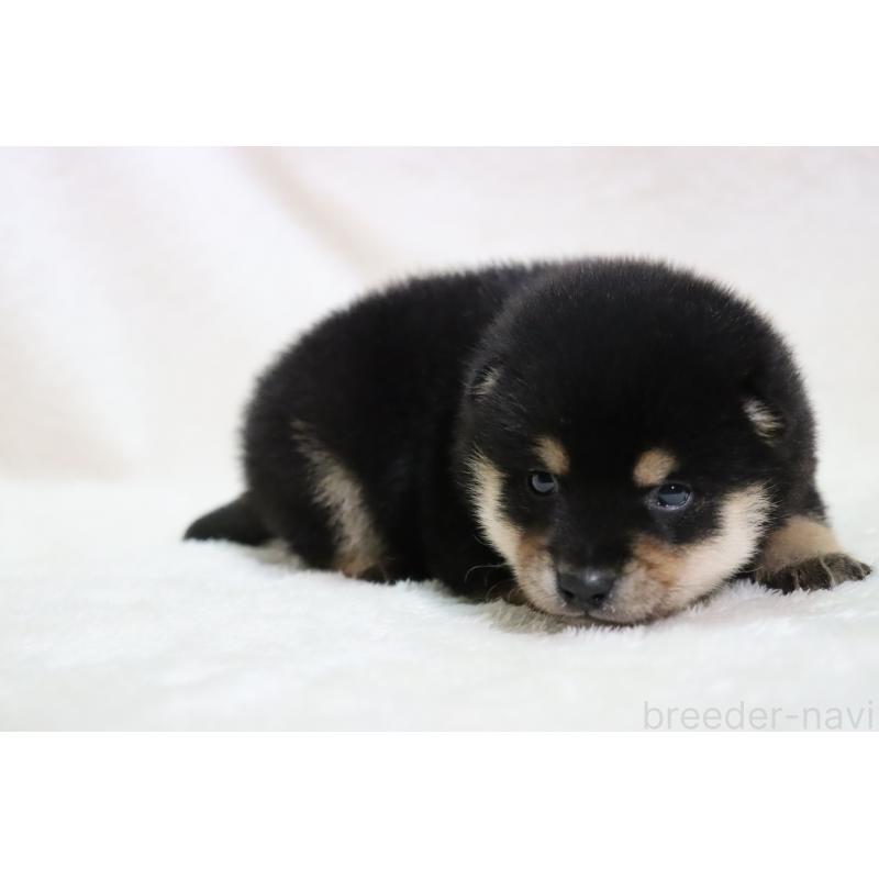 販売中の滋賀県の柴犬-453547の7枚目