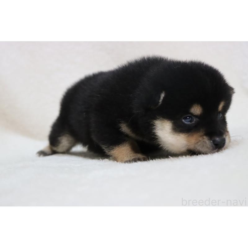 販売中の滋賀県の柴犬-453547の6枚目