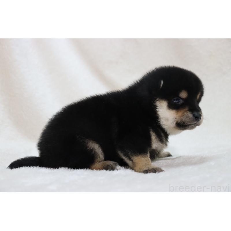 販売中の滋賀県の柴犬-453547の4枚目