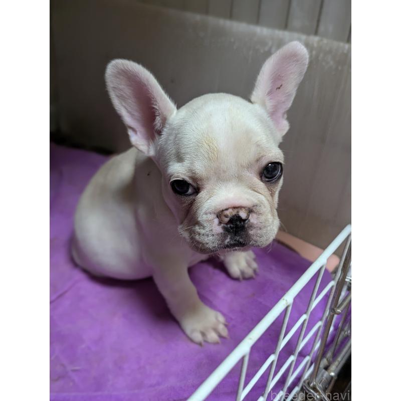 販売中の愛知県のフレンチブルドッグ-446586の4枚目