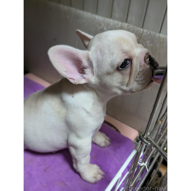 販売中の愛知県のフレンチブルドッグ-446586の3枚目