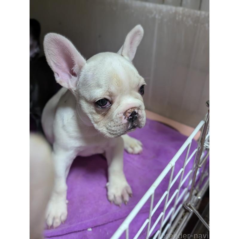 販売中の愛知県のフレンチブルドッグ-446586の2枚目