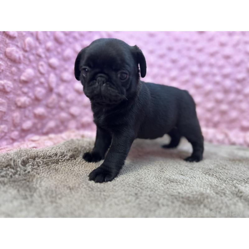 販売中の茨城県のパグ-453552の16枚目