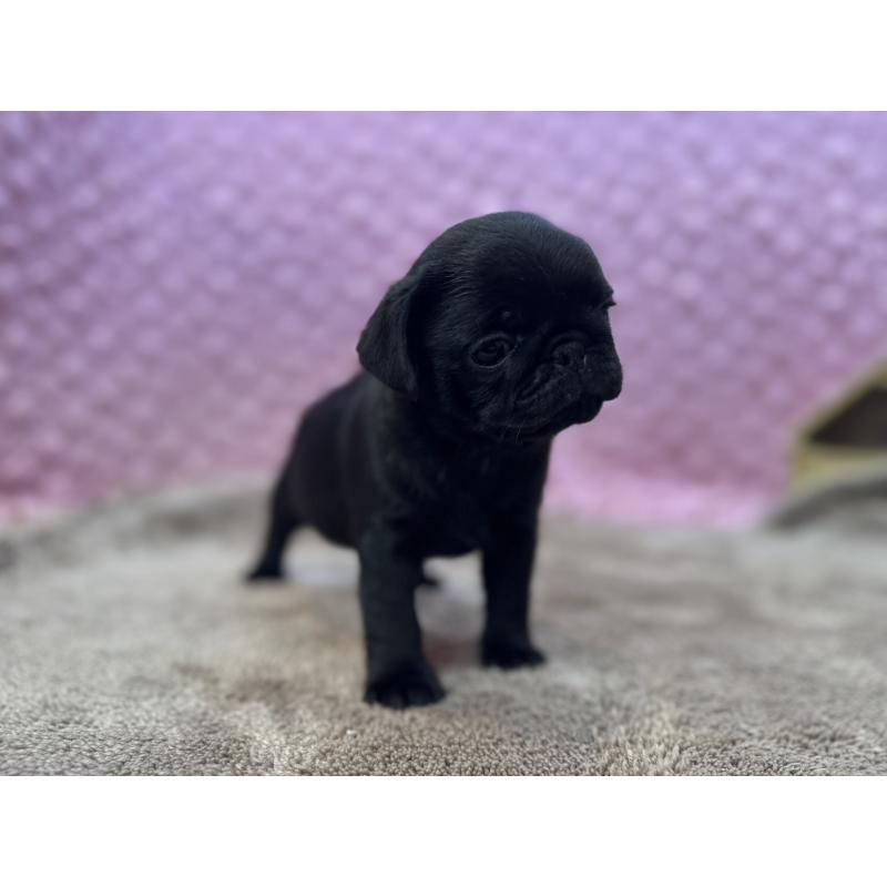 販売中の茨城県のパグ-453552の15枚目