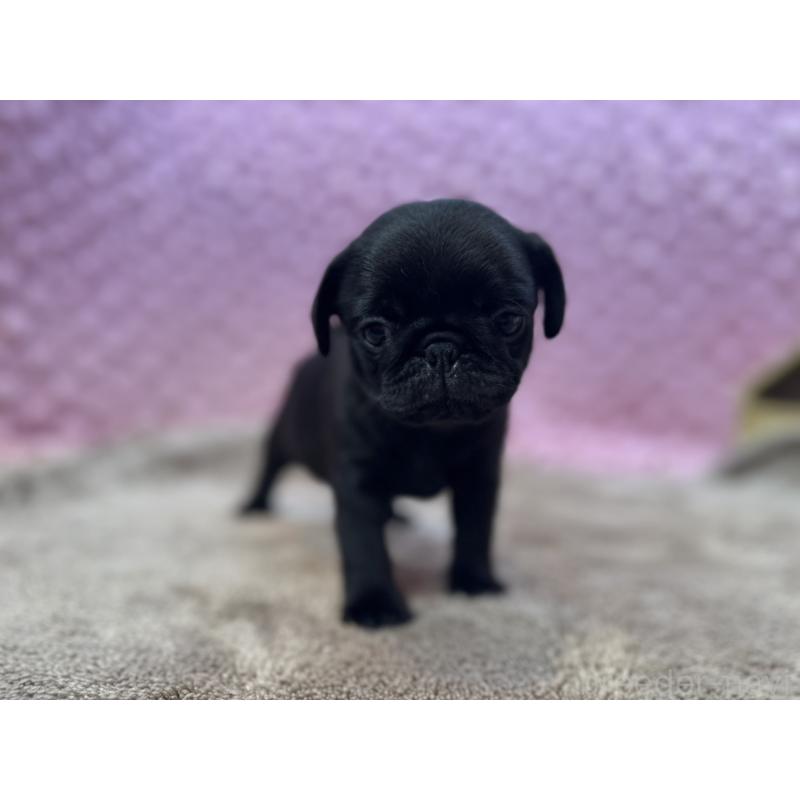 販売中の茨城県のパグ-453552の14枚目