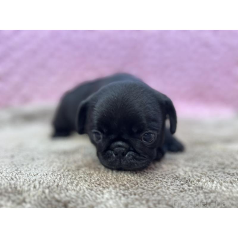 販売中の茨城県のパグ-453552の13枚目