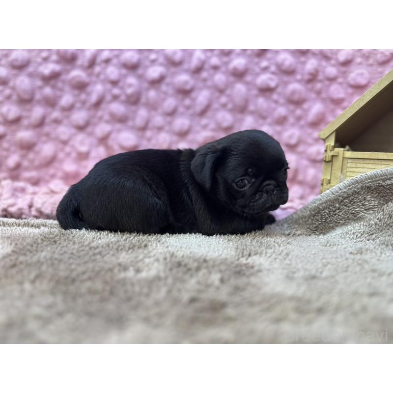 販売中の茨城県のパグ-453552の12枚目