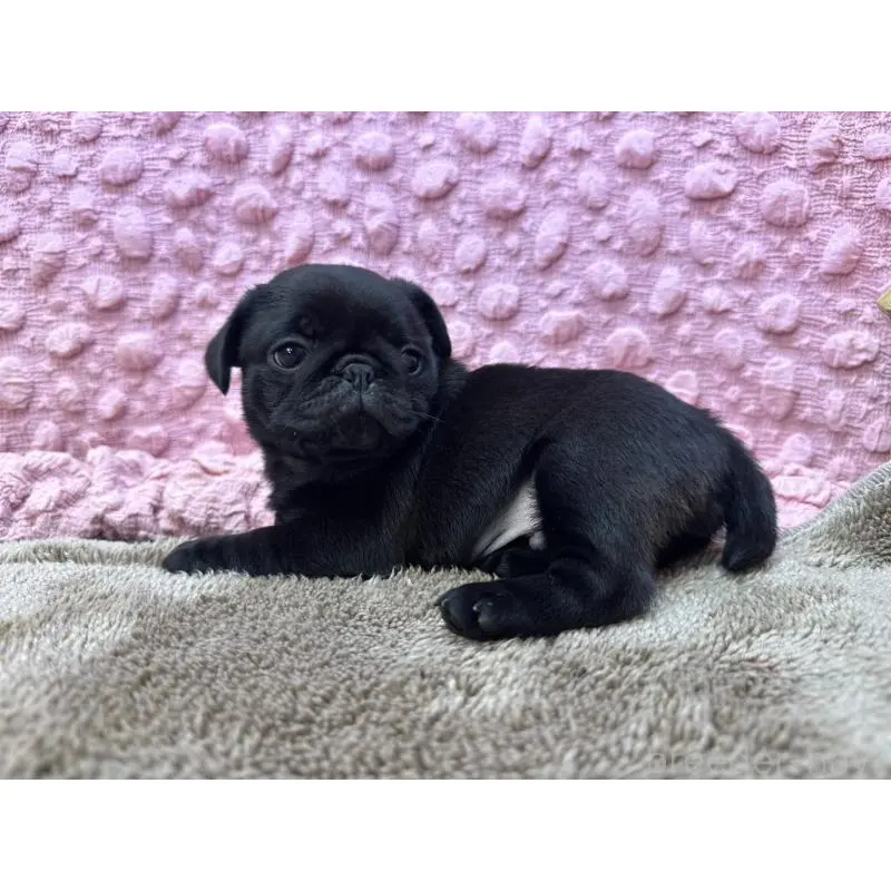 販売中の茨城県のパグ-453552の11枚目