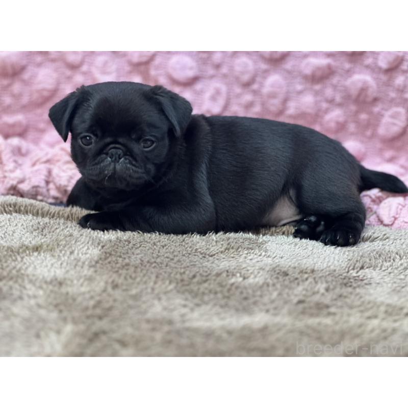 販売中の茨城県のパグ-453552の10枚目