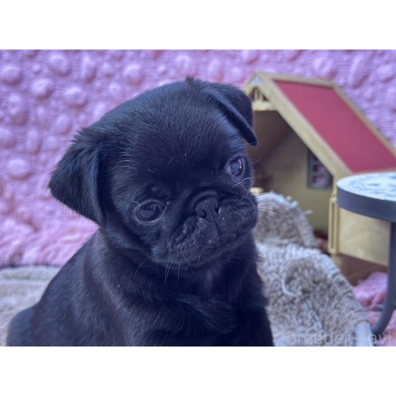 販売中の茨城県のパグ-453552の9枚目