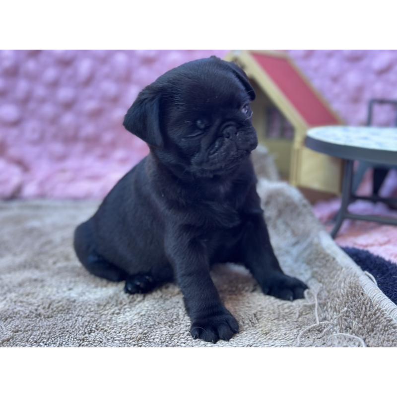 販売中の茨城県のパグ-453552の8枚目