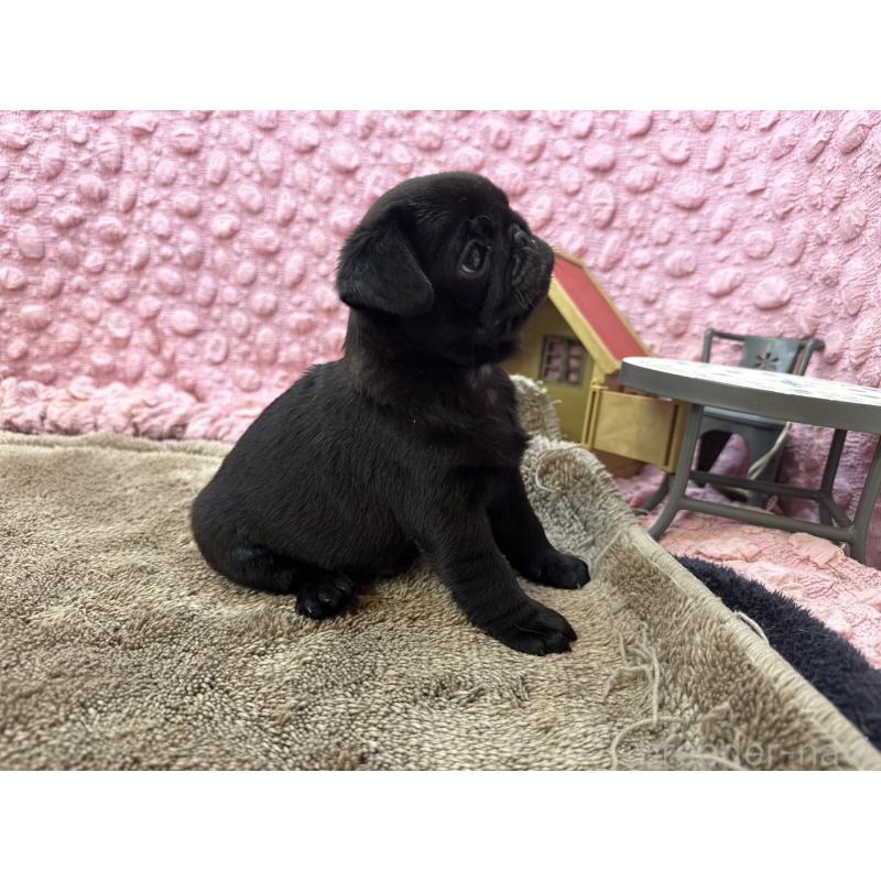 販売中の茨城県のパグ-453552の7枚目