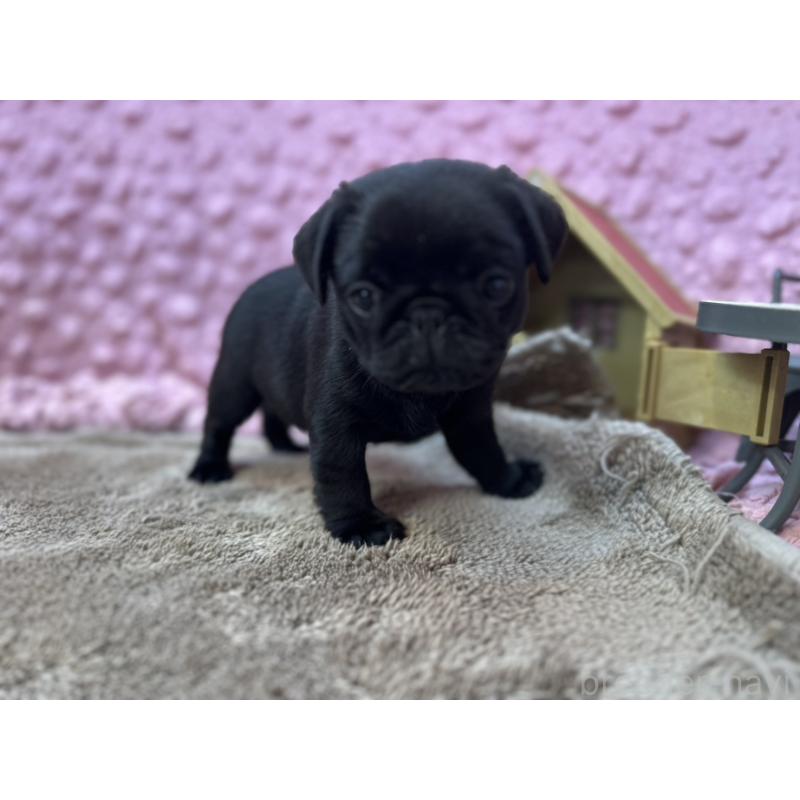 販売中の茨城県のパグ-453552の6枚目