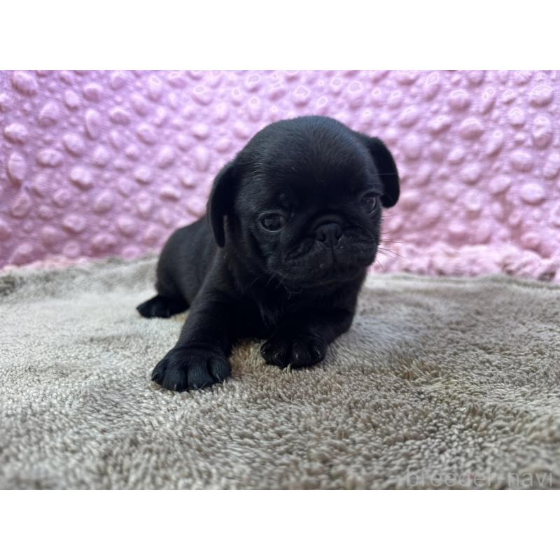 販売中の茨城県のパグ-453552の5枚目