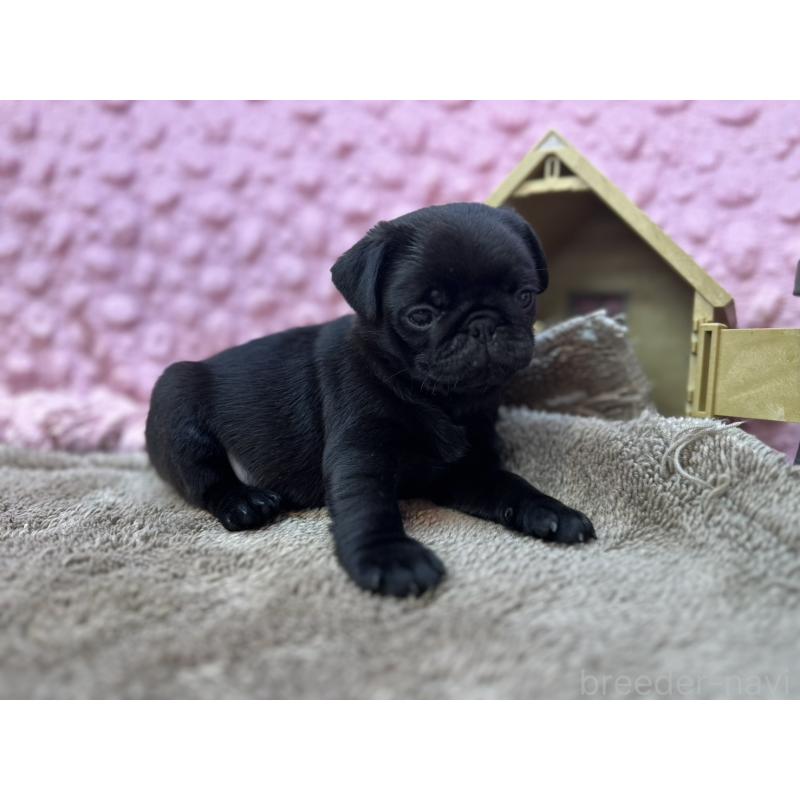 販売中の茨城県のパグ-453552の4枚目