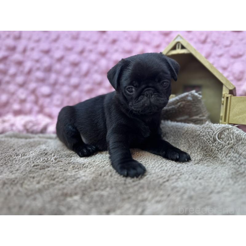 販売中の茨城県のパグ-453552の3枚目