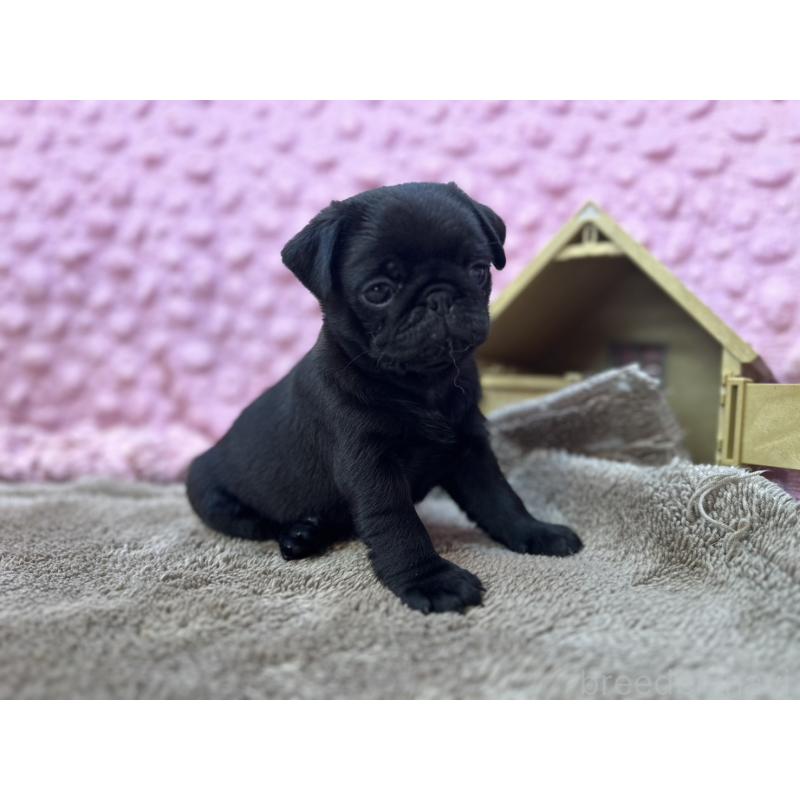 販売中の茨城県のパグ-453552の2枚目