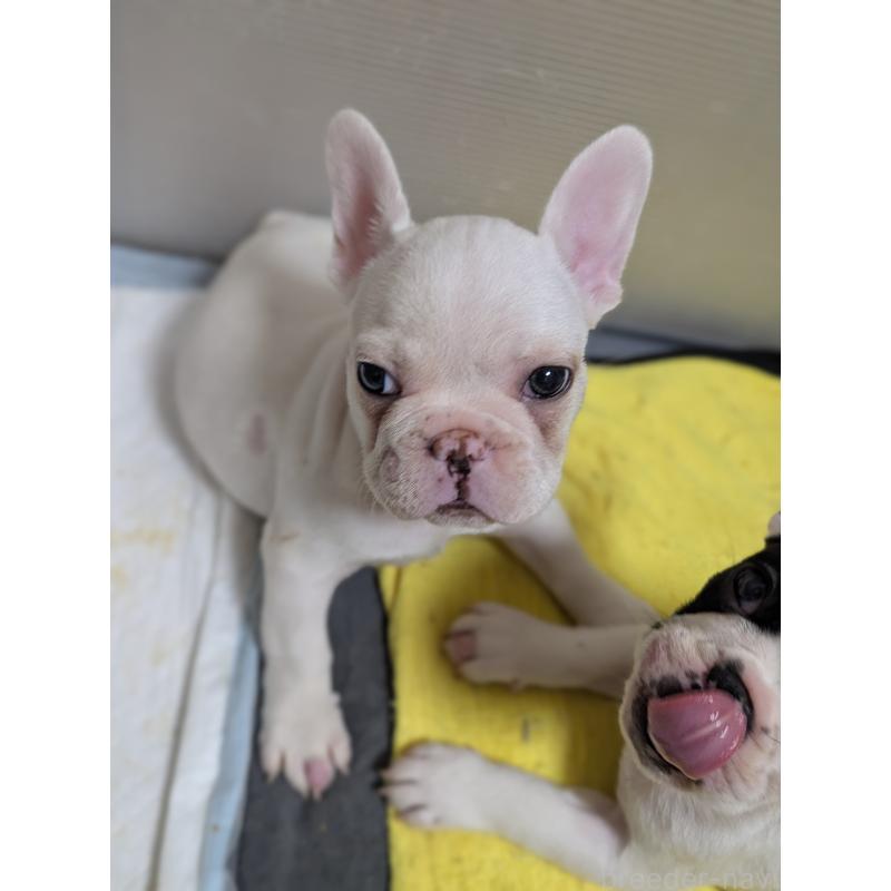 販売中の愛知県のフレンチブルドッグ-446594の5枚目