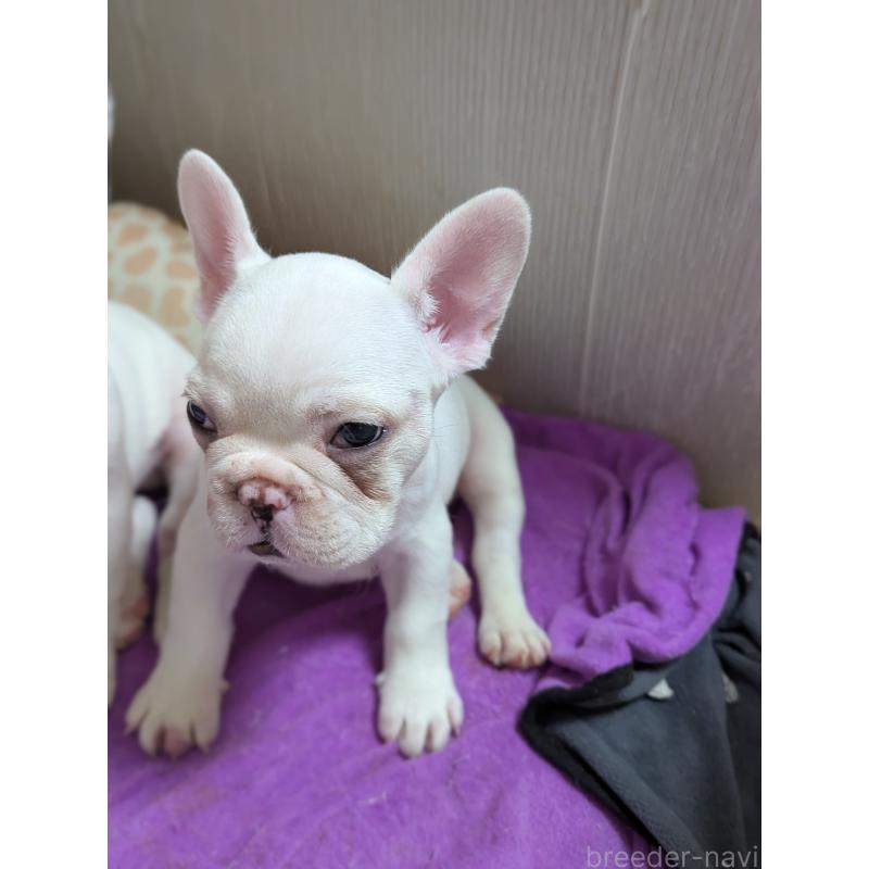 販売中の愛知県のフレンチブルドッグ-446594の4枚目