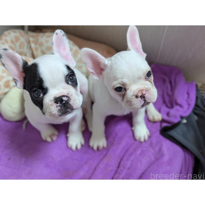 販売中の愛知県のフレンチブルドッグ-446594の3枚目