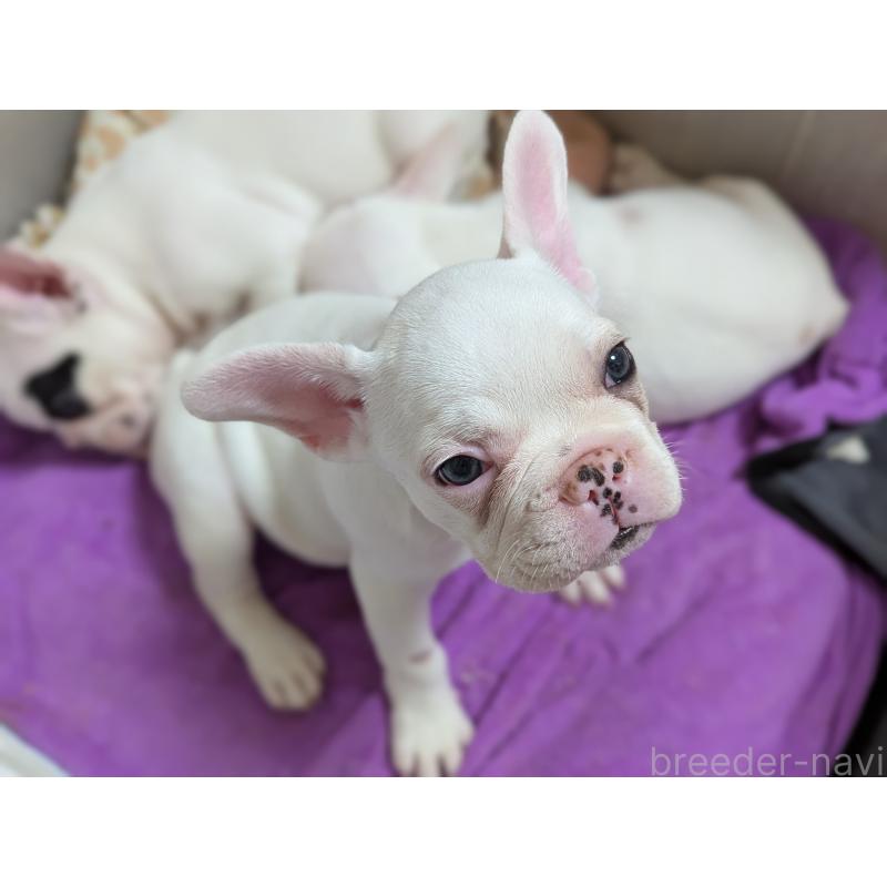 販売中の愛知県のフレンチブルドッグ-446587の4枚目