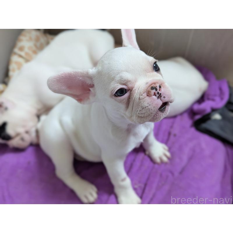 販売中の愛知県のフレンチブルドッグ-446587の3枚目