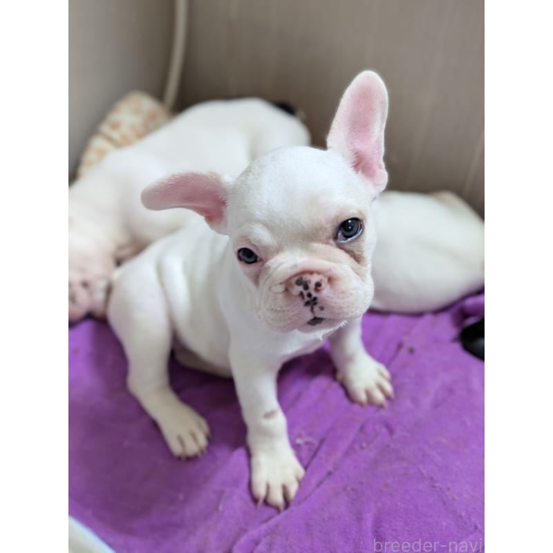 販売中の愛知県のフレンチブルドッグ-446587の2枚目