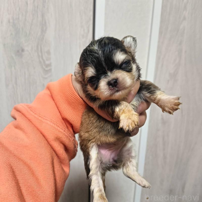 販売中の山口県のチワワ(ロングコート)-453551