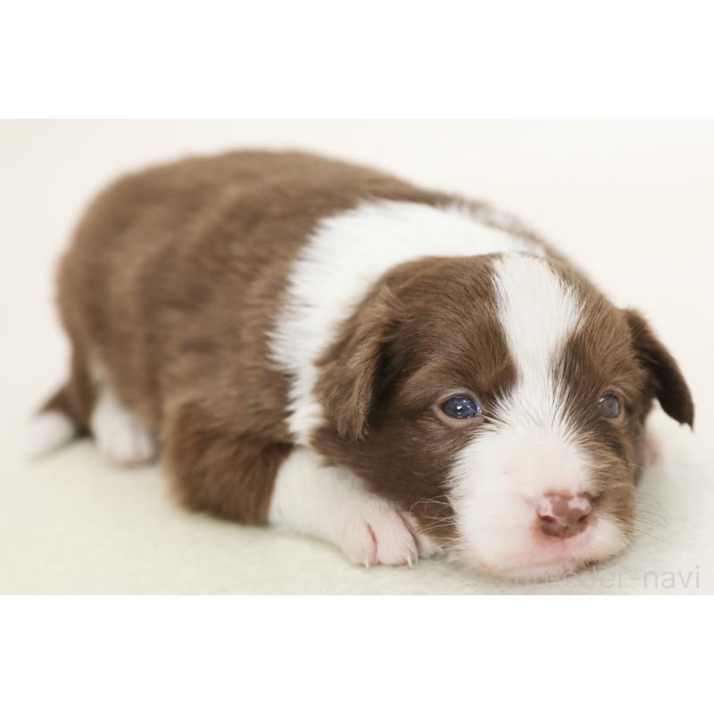 販売中の神奈川県のボーダーコリー-453555の6枚目