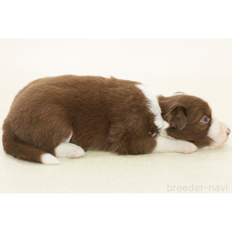 販売中の神奈川県のボーダーコリー-453555の4枚目