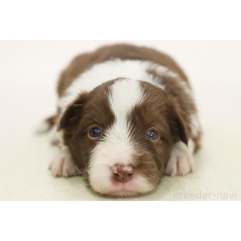 販売中の神奈川県のボーダーコリー-453555の3枚目