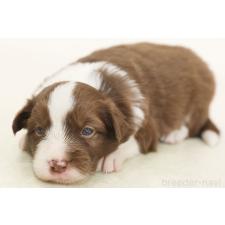 ♀︎ボーダーコリー