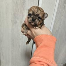 ♀︎チワワ(ロングコート)