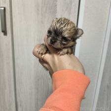 オンライン見学