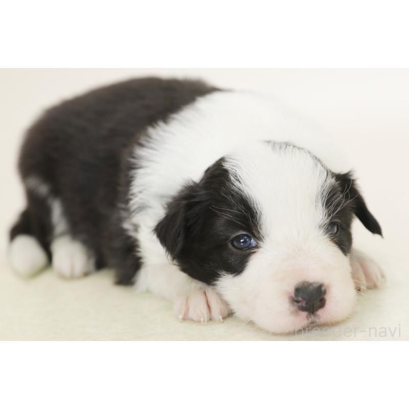 販売中の神奈川県のボーダーコリー-453557の6枚目