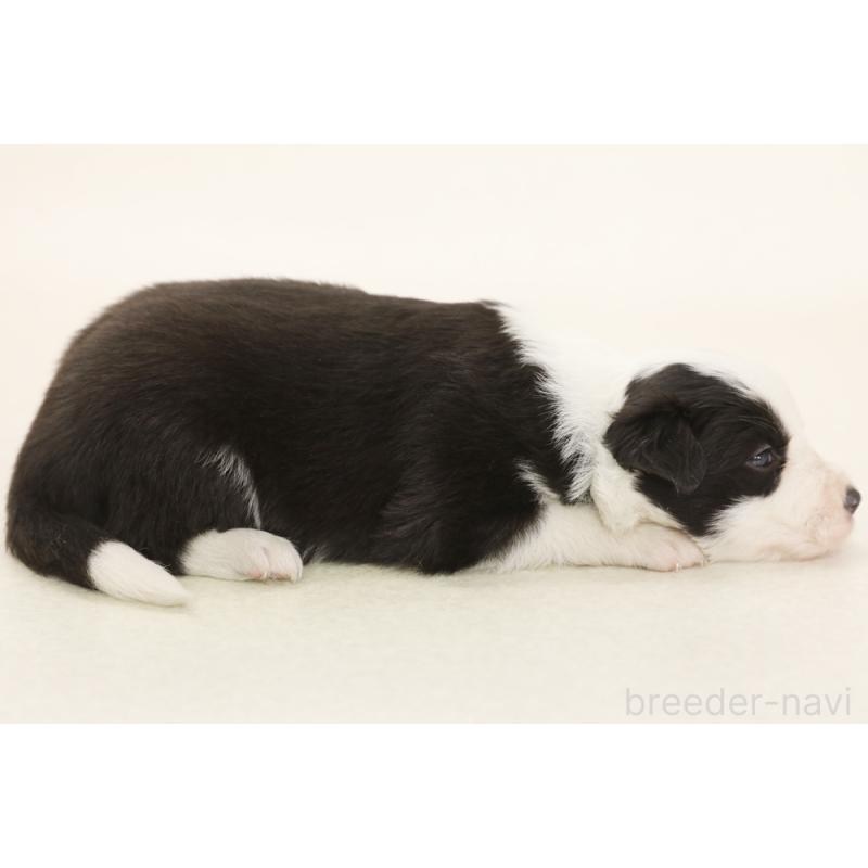 販売中の神奈川県のボーダーコリー-453557の4枚目