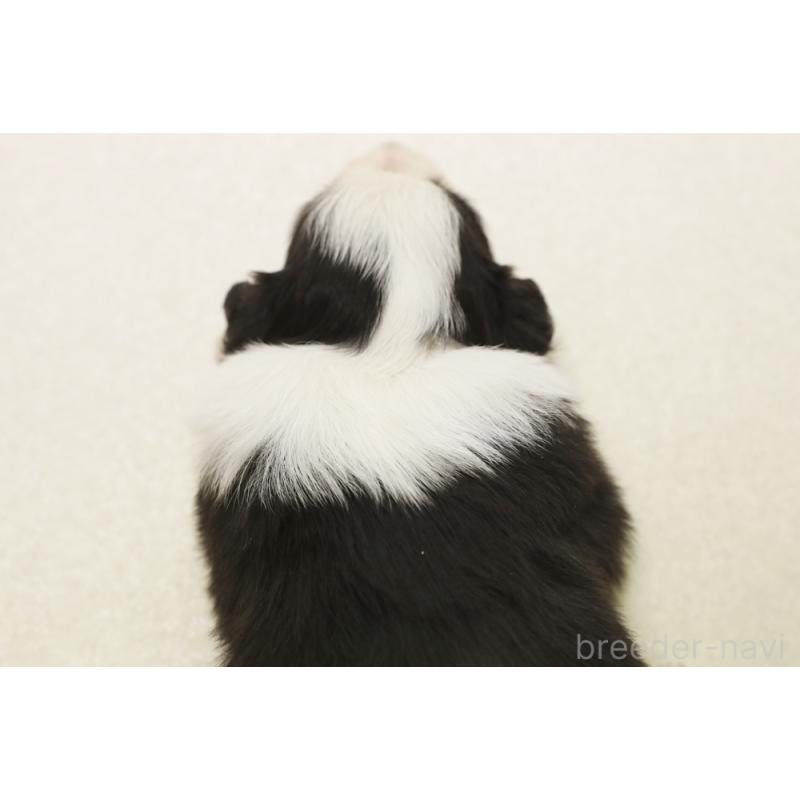 販売中の神奈川県のボーダーコリー-453557の2枚目
