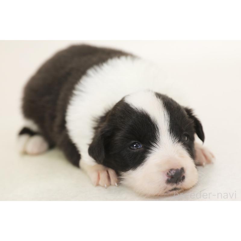 販売中の神奈川県のボーダーコリー-453558の6枚目